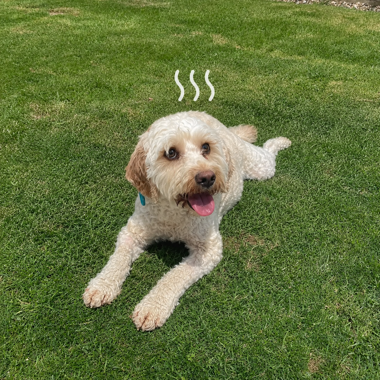 Perro con calor